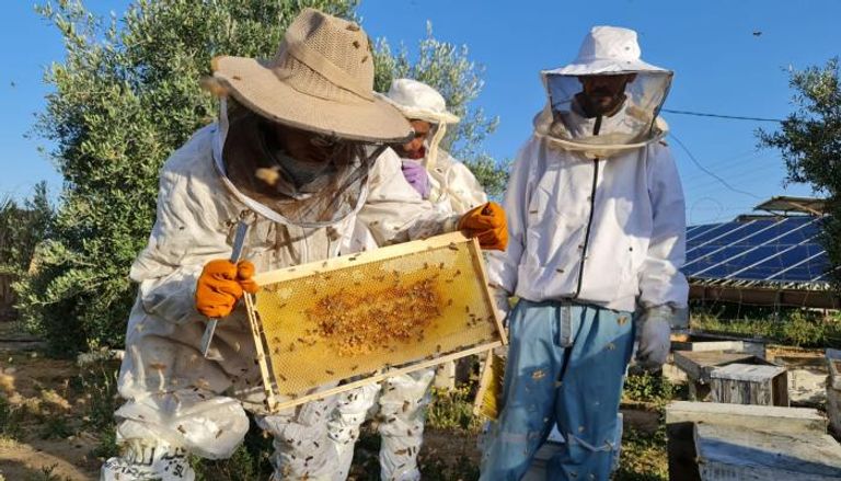 مزارعون يقطفون العسل بغزة