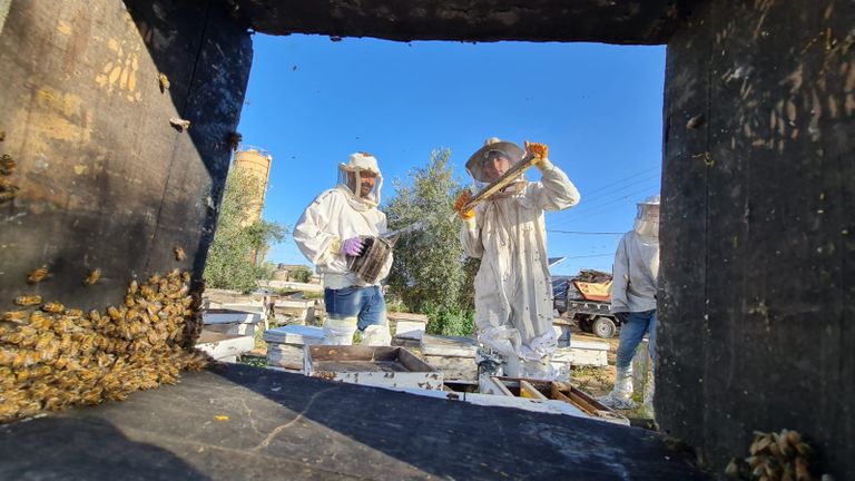 مزارعون يقطفون العسل بغزة