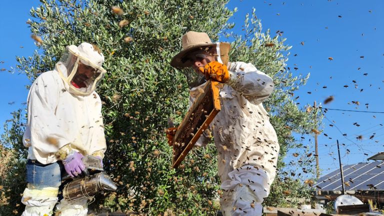 مزارعون يقطفون العسل بغزة