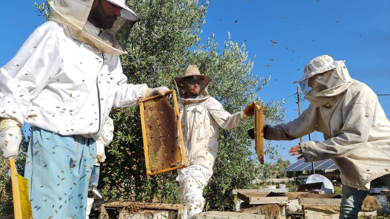 مزارعون يقطفون العسل بغزة