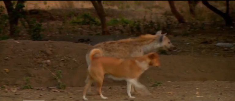 الضباع إلى جانب الكلاب بجنوب إثيوبيا 