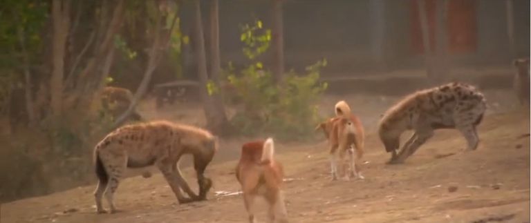 الضباع إلى جانب الكلاب بجنوب إثيوبيا 