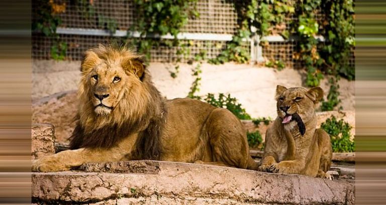 أسود في حديقة حيوان