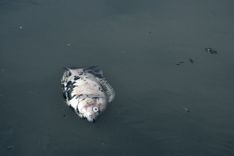 التلوث يهدد أهوار ما بين النهرين التاريخية في العراق