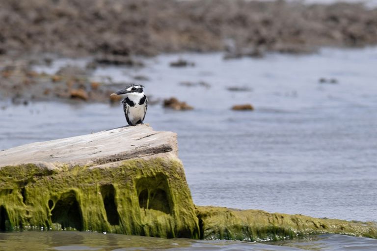 التلوث يهدد أهوار ما بين النهرين التاريخية في العراق