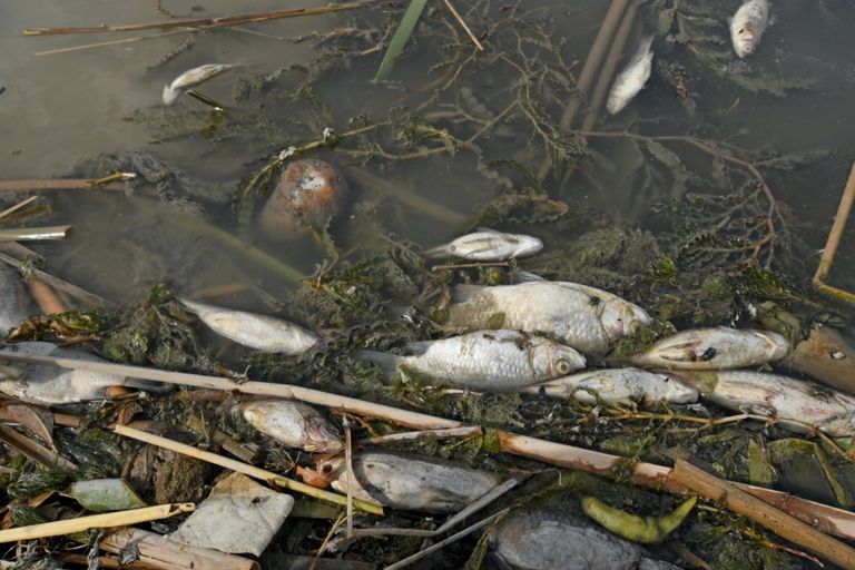 التلوث يهدد أهوار ما بين النهرين التاريخية في العراق