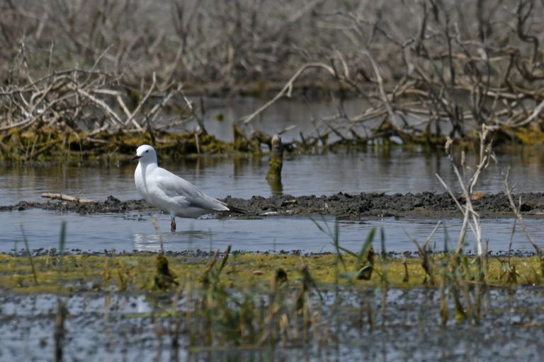 التلوث يهدد أهوار ما بين النهرين التاريخية في العراق