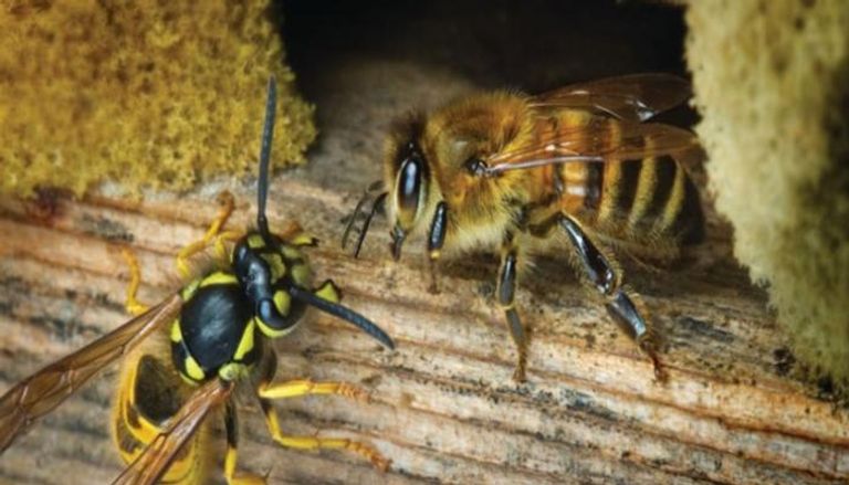 تدريب النحل في هولندا للكشف عن كورونا- أرشيفية 