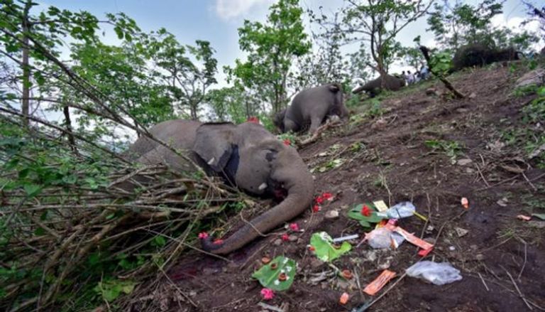 صاعقة برق تقتل مجموعة فيلة بالهند
