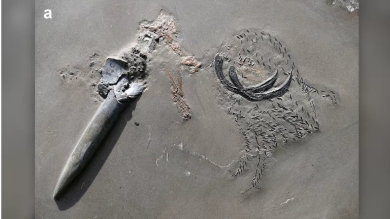 صورة متخيلة للمشهد الذي أنتج الحفرية