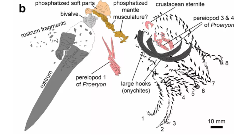 صورة متخيلة للمشهد الذي أنتج الحفرية