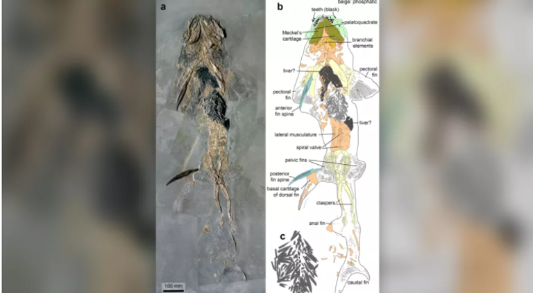 صورة متخيلة للمشهد الذي أنتج الحفرية