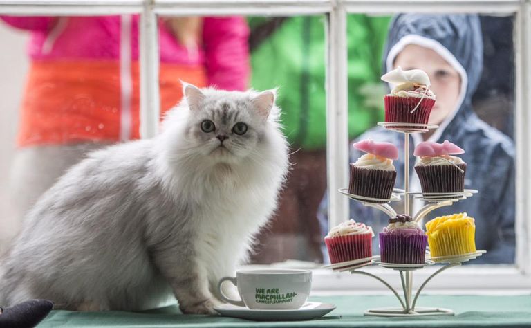 مقهى Maison De Moggy الاسكتلندي