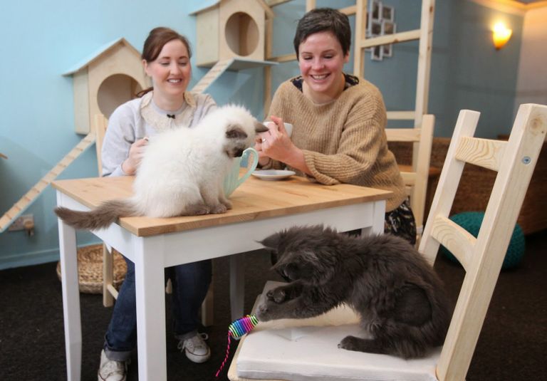 مقهى Maison De Moggy الاسكتلندي