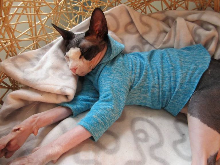 مقهى Maison De Moggy الاسكتلندي