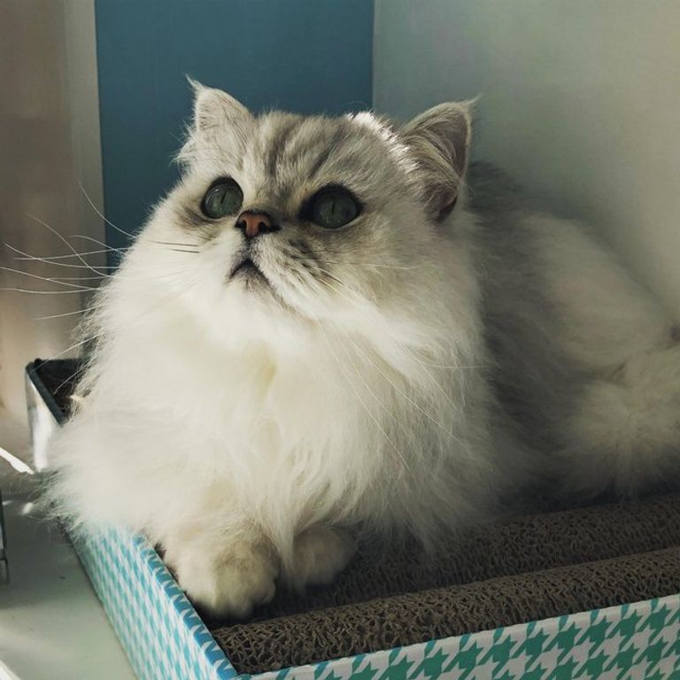 مقهى Maison De Moggy الاسكتلندي