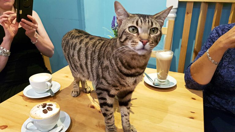 مقهى Maison De Moggy الاسكتلندي