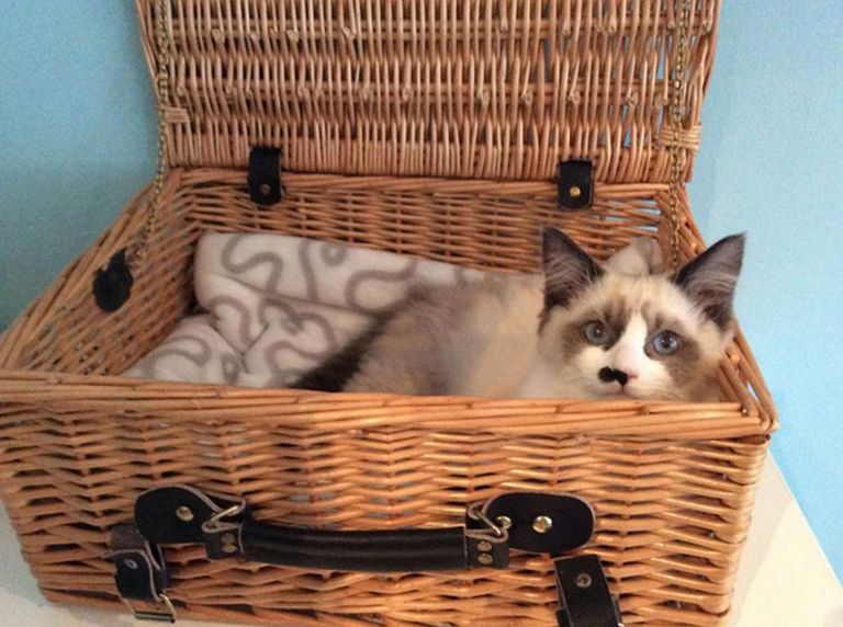 مقهى Maison De Moggy الاسكتلندي