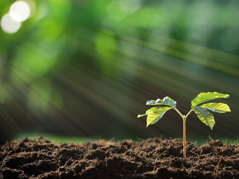 التمثيل الضوئي يمد النبات بالطاقة اللازمة