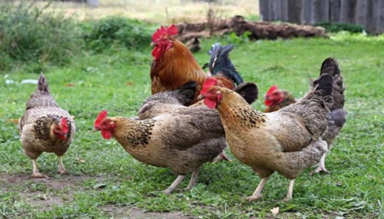 الدواجن قد تحمل عدوى السالمونيلا- أرشيفية