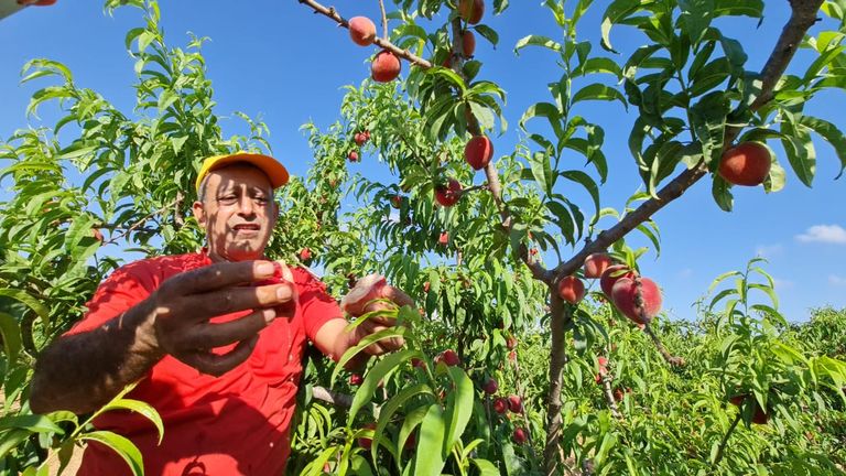 خسائر كبيرة بمزرعة خوخ في غزة