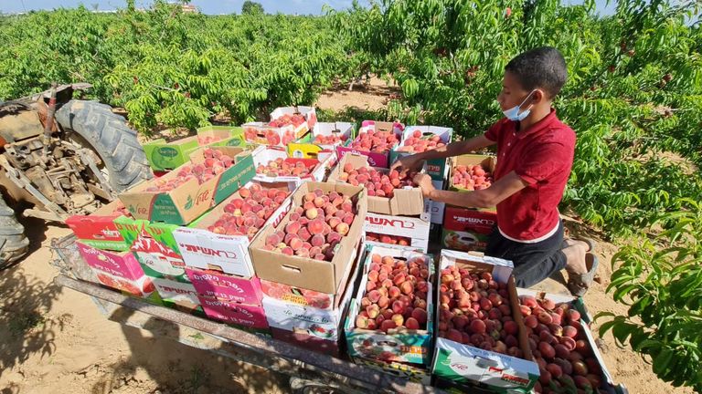 خسائر كبيرة بمزرعة خوخ في غزة