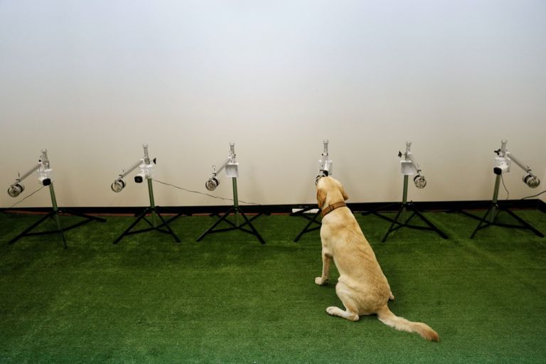 تدريب الكلاب في بريطانيا