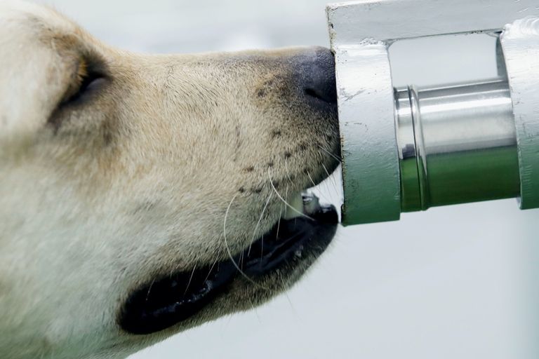 تدريب الكلاب في بريطانيا