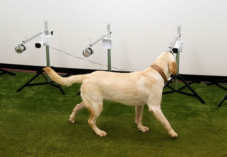 تدريب الكلاب في بريطانيا