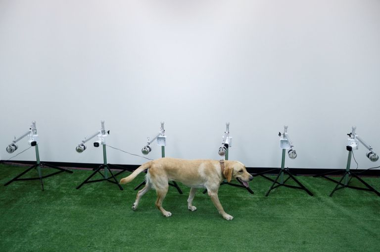 تدريب الكلاب في بريطانيا