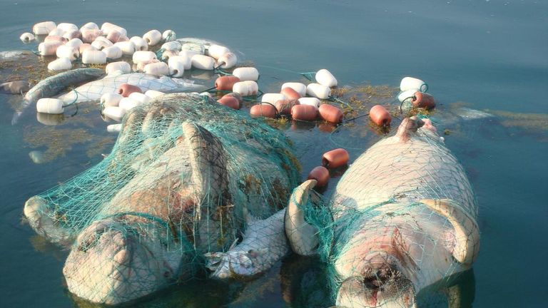  نفوق أبقار البحر في فلوريدا