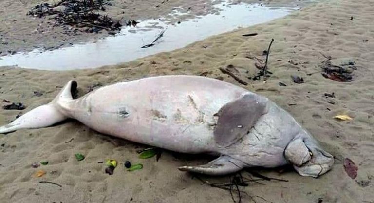  نفوق أبقار البحر في فلوريدا