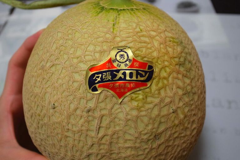 شمام بوباري في اليابان