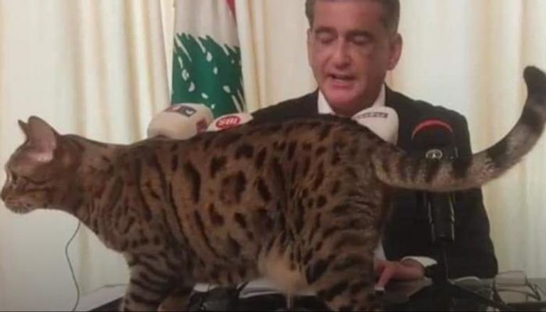 القطة فوق المنصة بالمؤتمر الصحفي