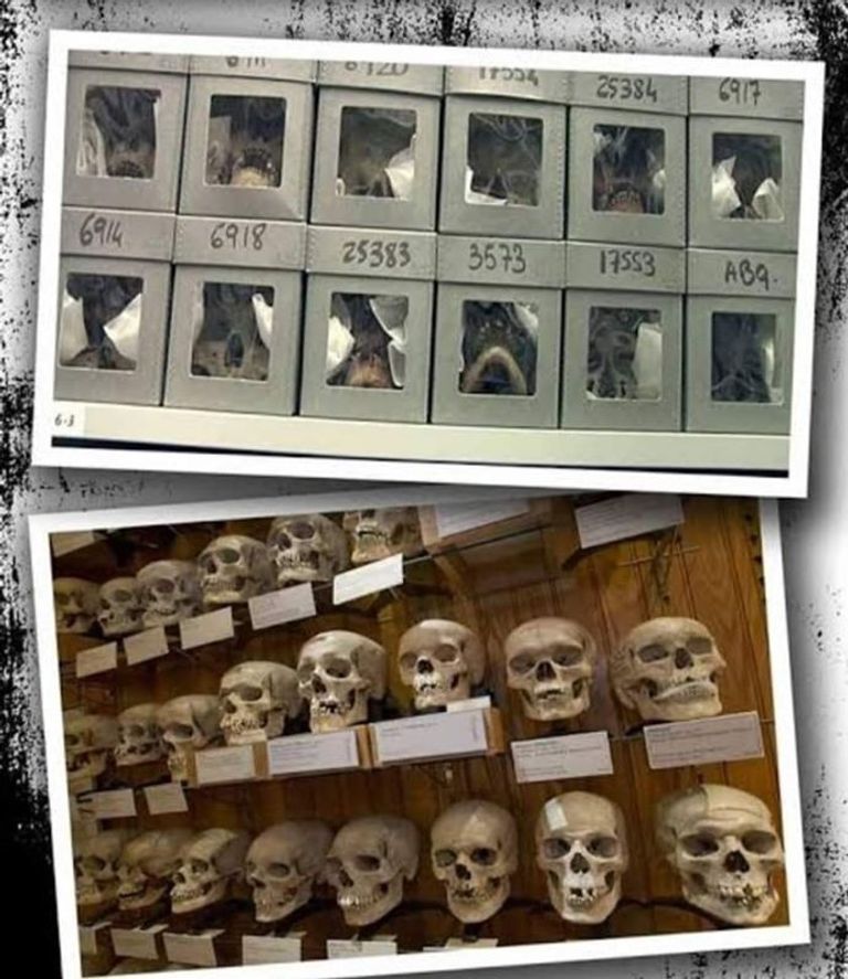 رفات شهداء المقاومة الجزائرية في متحف فرنسي - أرشيفية