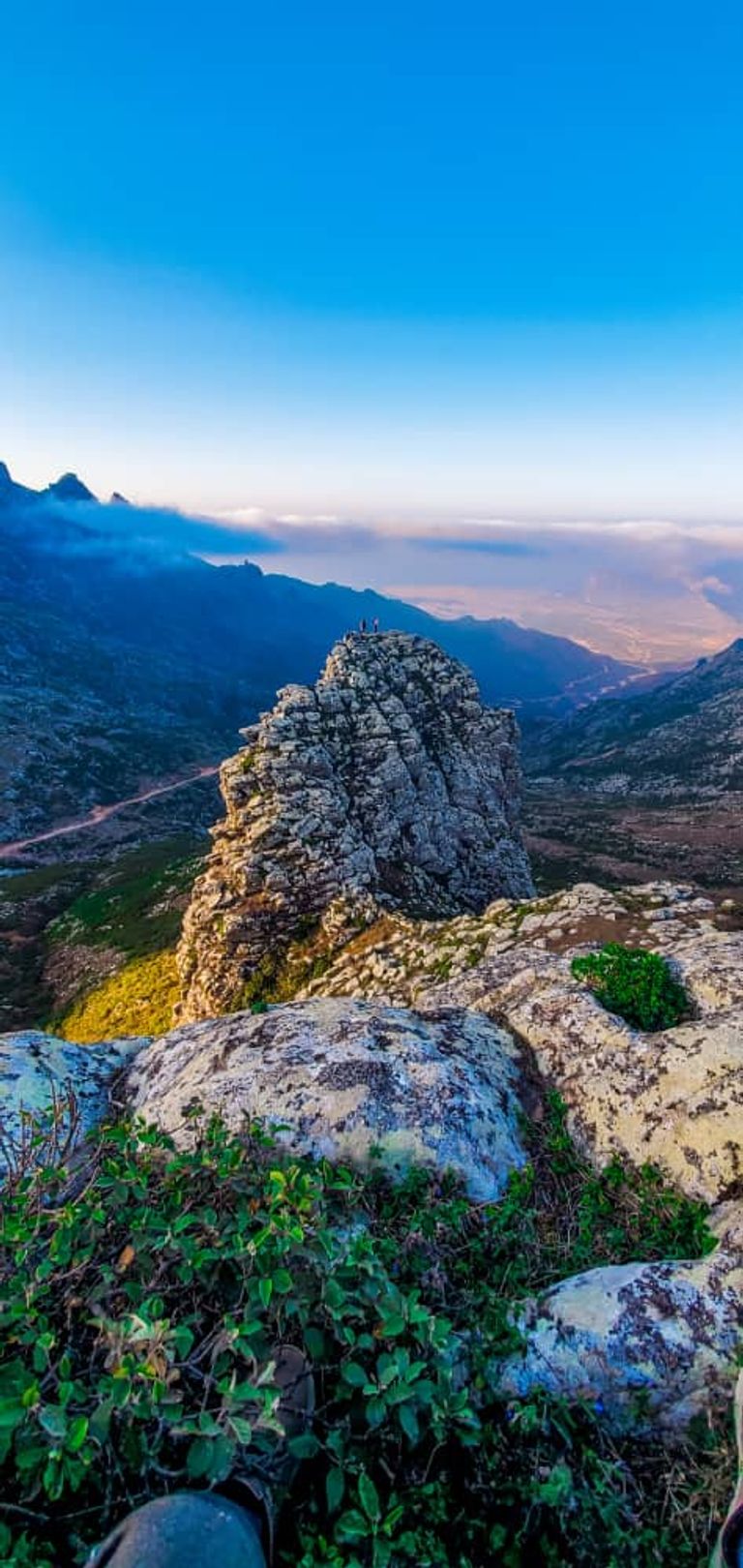 الشجرة الأيقونة في سقطرى