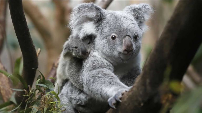 حيوانات الكوالا