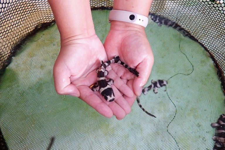 أسماك قرش الخيزران 