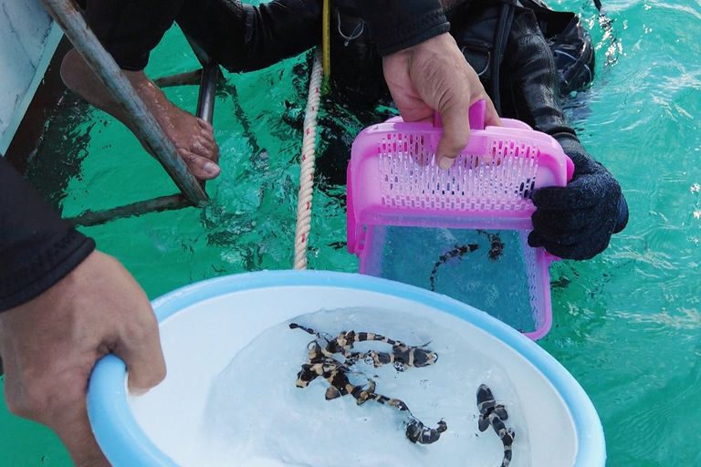 أسماك قرش الخيزران 