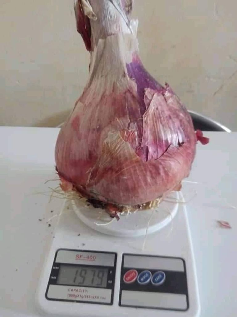 حبة بصل تزن 2 كيلوجرام بولاية وادي سوف الجزائرية حبة بصل تزن 2 كيلوجرام بولاية وادي سوف الجزائرية