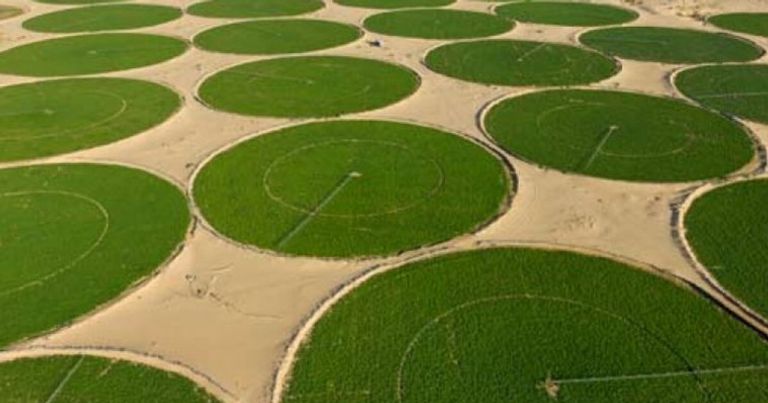 مساحات زراعية بولاية وادي سوف الجزائرية حبة بصل تزن 2 كيلوجرام بولاية وادي سوف الجزائرية