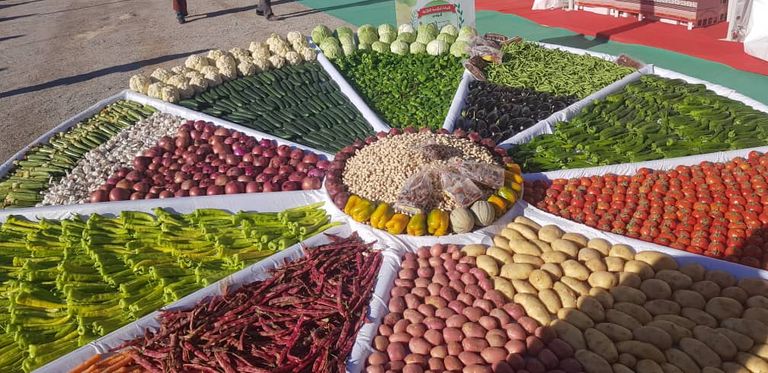 محاصيل زراعية من ولاية وادي سوف الجزائرية حبة بصل تزن 2 كيلوجرام بولاية وادي سوف الجزائرية