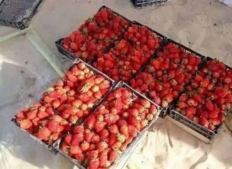 محاصيل زراعية من ولاية وادي سوف الجزائرية حبة بصل تزن 2 كيلوجرام بولاية وادي سوف الجزائرية