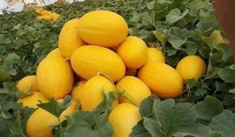 محاصيل زراعية من ولاية وادي سوف الجزائرية حبة بصل تزن 2 كيلوجرام بولاية وادي سوف الجزائرية