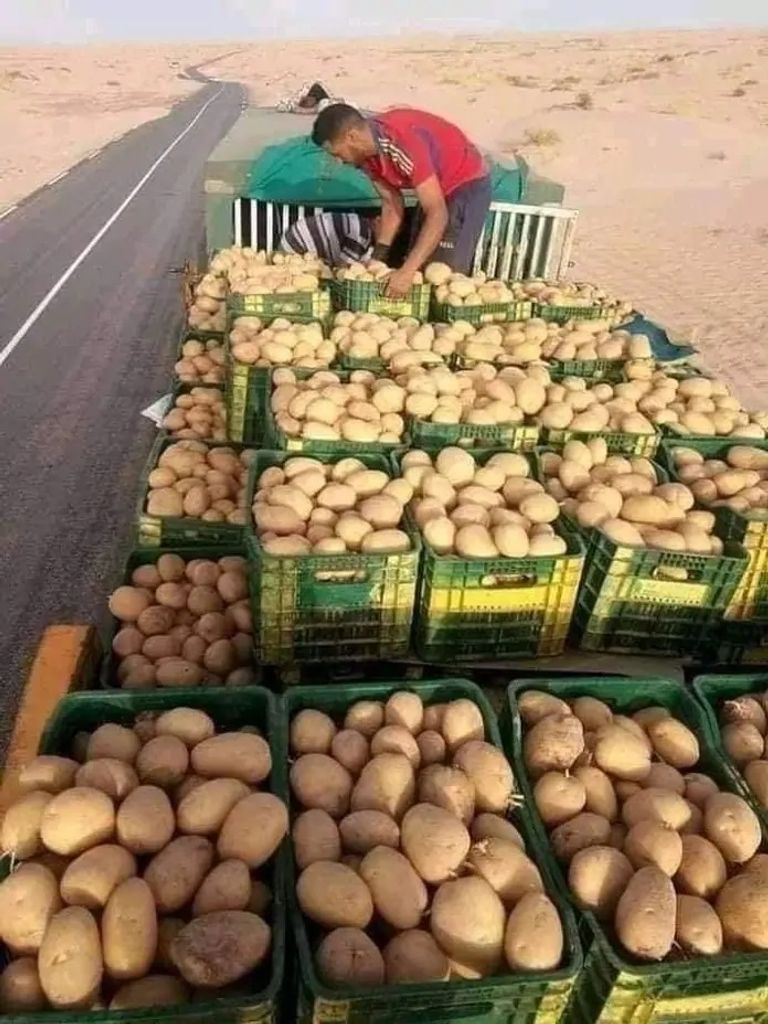 محاصيل زراعية من ولاية وادي سوف الجزائرية حبة بصل تزن 2 كيلوجرام بولاية وادي سوف الجزائرية