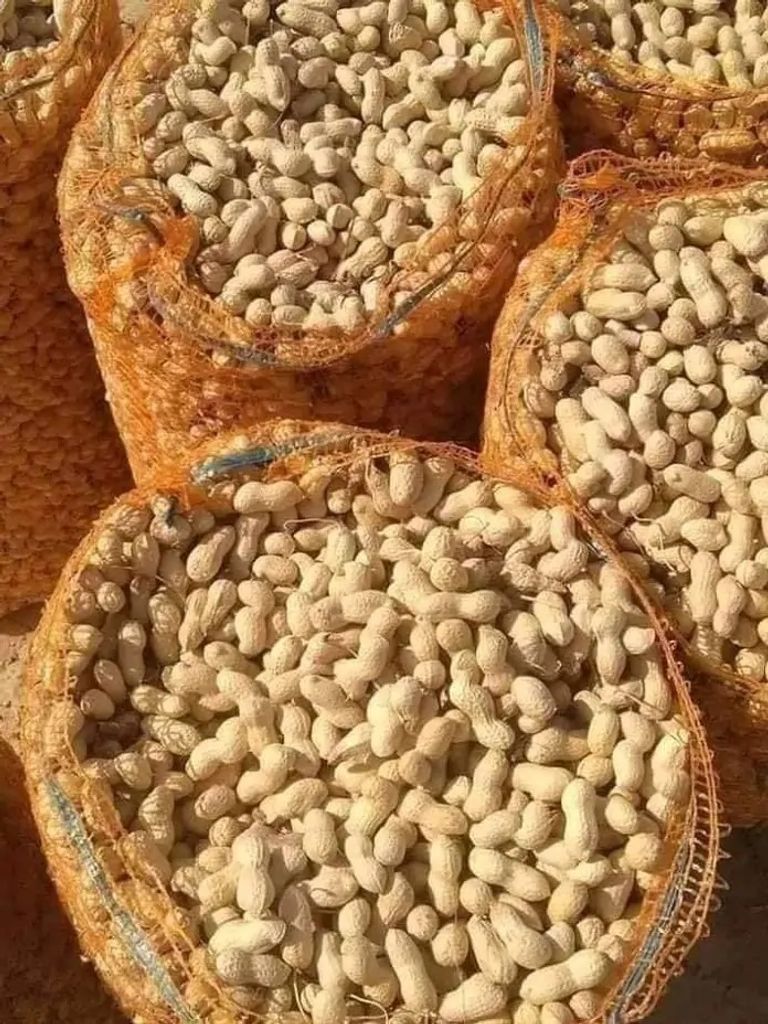 محاصيل زراعية من ولاية وادي سوف الجزائرية حبة بصل تزن 2 كيلوجرام بولاية وادي سوف الجزائرية