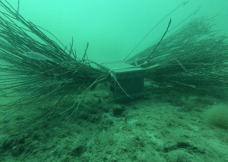 عضو في جمعية