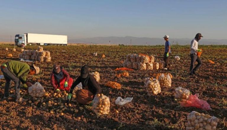 مزارعون يتلقطون المحصول شمال العراق- الفرنسية
