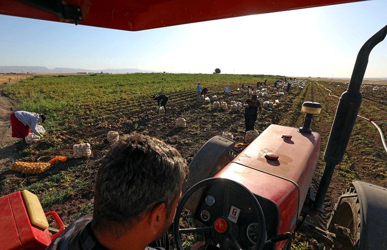 مزارعون يتلقطون المحصول شمال العراق- الفرنسية
