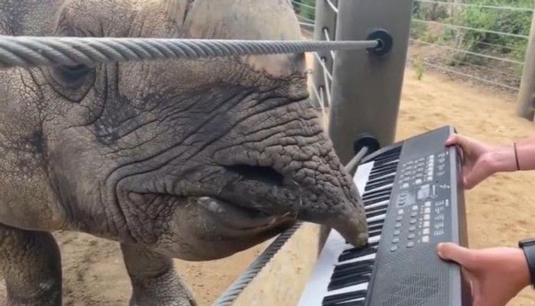  وحيد قرن يعزف أغنية عيد ميلاده على بيانو